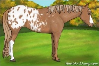 Horse Color:Chestnut Appaloosa 