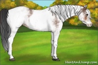 Horse Color:White Spotted Bay 