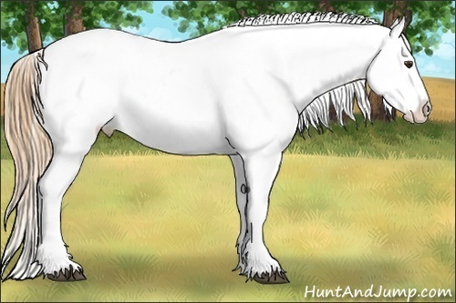 Horse Color:Chestnut Tobiano Near Leopard