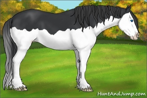 Horse Color:Black Splash