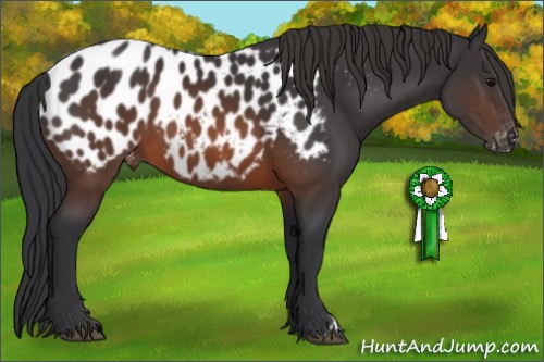 Horse Color:Brown Appaloosa
