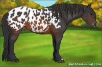 Horse Color:Brown Appaloosa