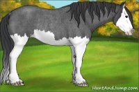 Horse Color:Blue Roan Splash Rabicano 