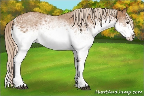 Horse Color:White Spotted Chestnut Splash 