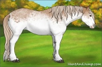 Horse Color:White Spotted Chestnut Splash 