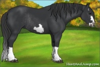 Horse Color:Black Splash Frame Rabicano