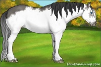 Horse Color:Grullo Sabino Splash Frame