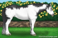Horse Color:Black Splash Frame 