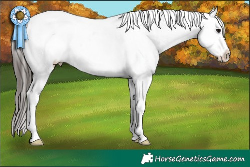 Horse Color:Brown Tobiano Appaloosa 