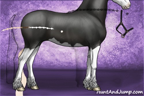 Horse Color:Liver Chestnut Splash 