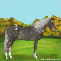Horse Color:Liver Chestnut Appaloosa Rabicano 