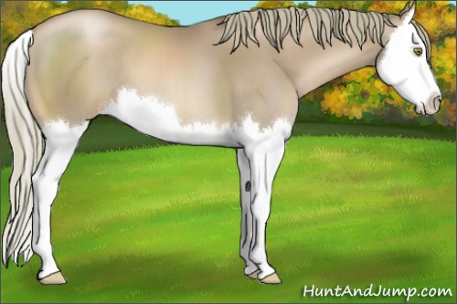 Horse Color:Liver Chestnut Pearl Sabino Splash 