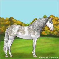 Horse Color:White Spotted Silver Buckskin Splash 
