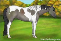 Horse Color:Grullo Sabino Tobiano 