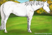 Horse Color:Silver Bay Sabino 