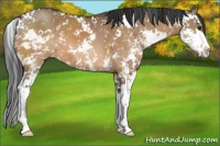 Horse Color:Brown Dun Sabino 
