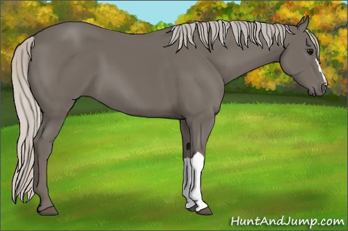 Horse Color:Silver Smoky Black