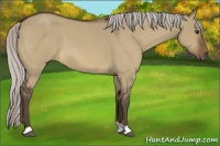 Horse Color:Silver Brown Dun 