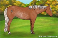 Horse Color:Silver Brown Sabino Rabicano 