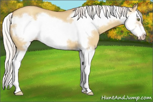 Horse Color:Silver Amber Champagne Dun Splash Frame