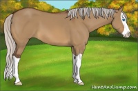 Horse Color:Silver Bay Dun Splash