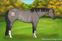 Horse Color:Grullo Rabicano 