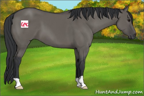 Horse Color:Grullo