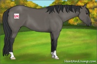 Horse Color:Grullo