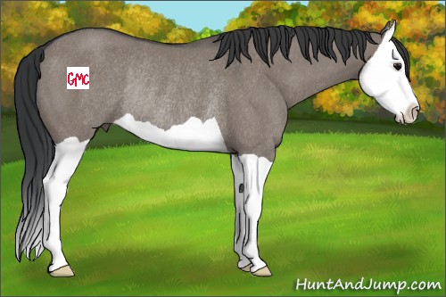 Horse Color:Grullo Splash Rabicano 