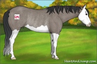 Horse Color:Grullo Splash Rabicano 