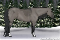 Horse Color:Grullo 