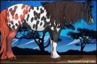 Horse Color:Black Appaloosa