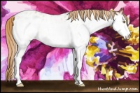 Horse Color:White Spotted Gold Champagne Appaloosa 