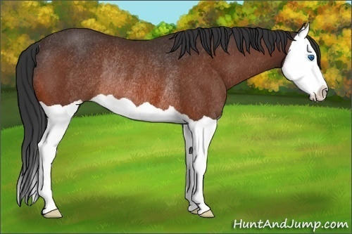 Horse Color:Bay Splash Rabicano