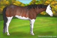 Horse Color:Bay Splash Rabicano 