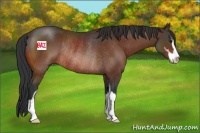 Horse Color:Brown Sabino Rabicano