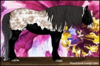 Horse Color:Bay Ice Dun Splash 