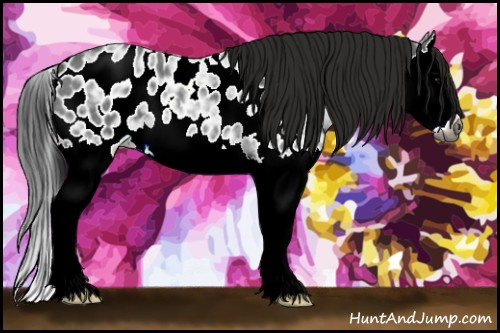 Horse Color:Gray Blue Ice Roan Splash Appaloosa 