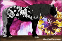 Horse Color:Gray Blue Ice Roan Splash Appaloosa 