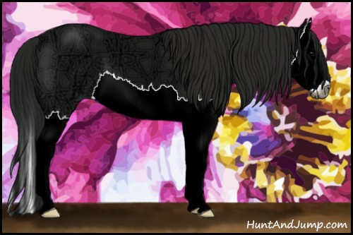 Horse Color:Gray Black Ice Sabino Splash