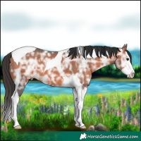 Horse Color:Bay Ice Splash Tobiano 