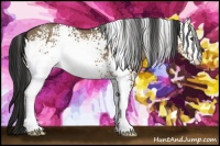 Horse Color:White Spotted Liver Red Dun 