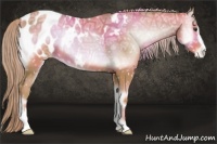 Horse Color:Watercolor Gold Champagne Ice Onyx Sabino Appaloosa 