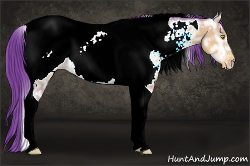Horse Color:Watercolor Sable Champagne Ice Tobiano Appaloosa