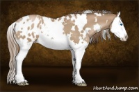 Horse Color:White Spotted Black Pearl Sabino Splash Appaloosa 