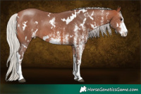 Horse Color:White Spotted Silver Brown 