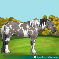 Horse Color:White Spotted Grullo