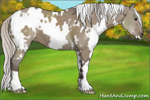 Horse Color:White Spotted Silver Grullo 