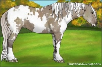 Horse Color:White Spotted Silver Grullo 