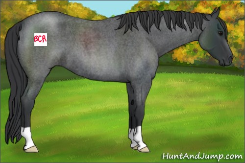 Horse Color:Blue Roan 